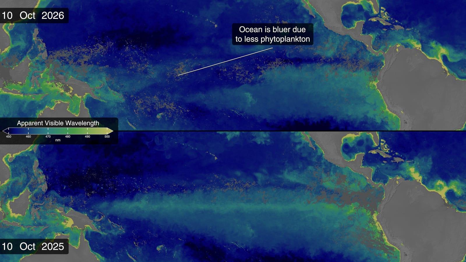 Two maps of the tropical Pacific comparing ocean colour in 2025 and 2026, as a green band rich in phytoplankton gives way to a deeper blue in 2026.