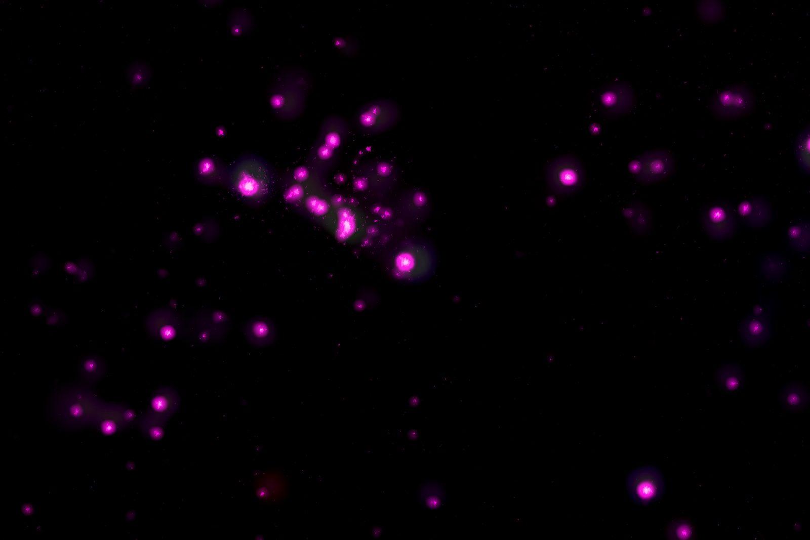 Vue en rayons X du nuage fantôme : des points roses et blancs dispersés sur un fond sombre, marquant les étoiles jeunes détectées par Chandra.